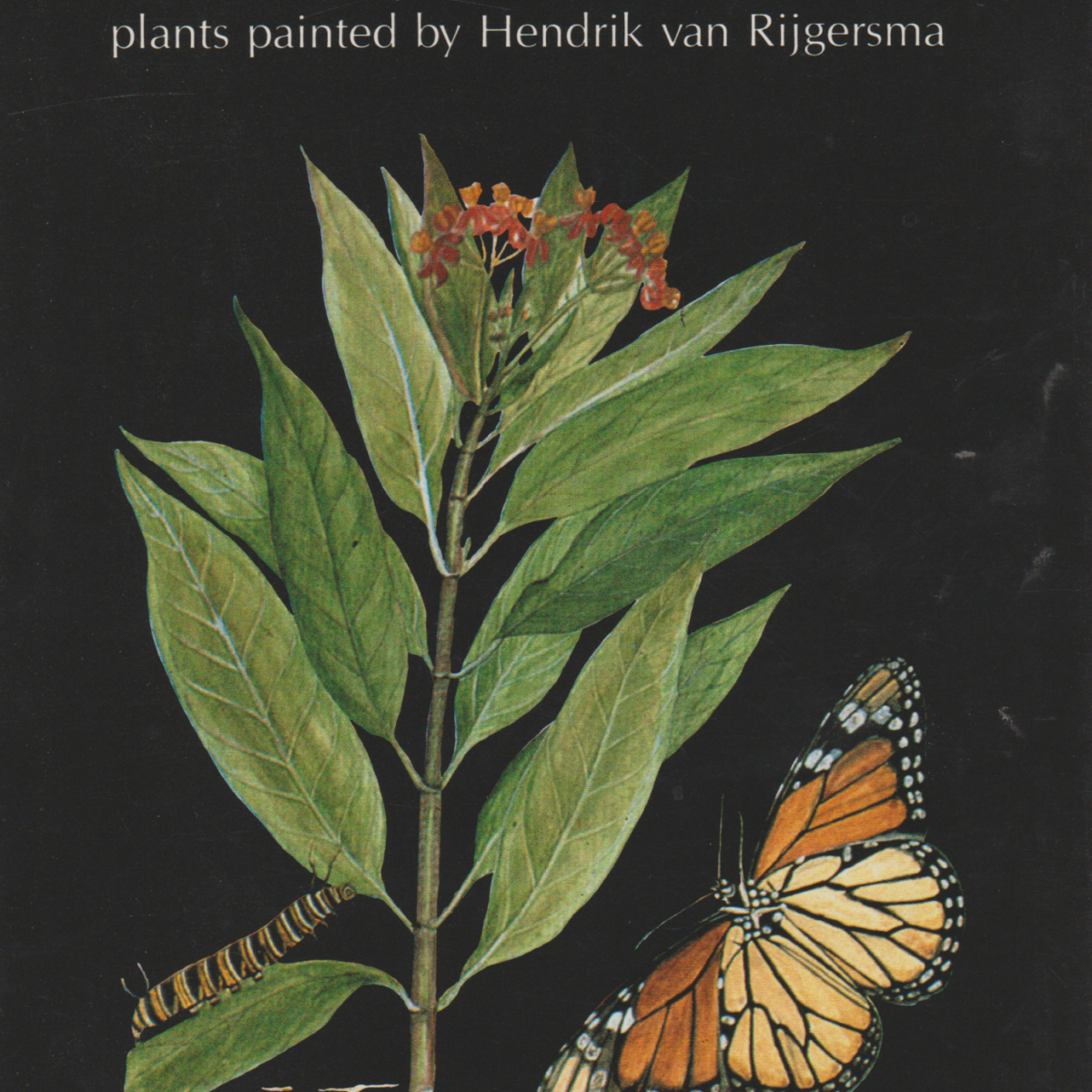 Flowers from St. Martin