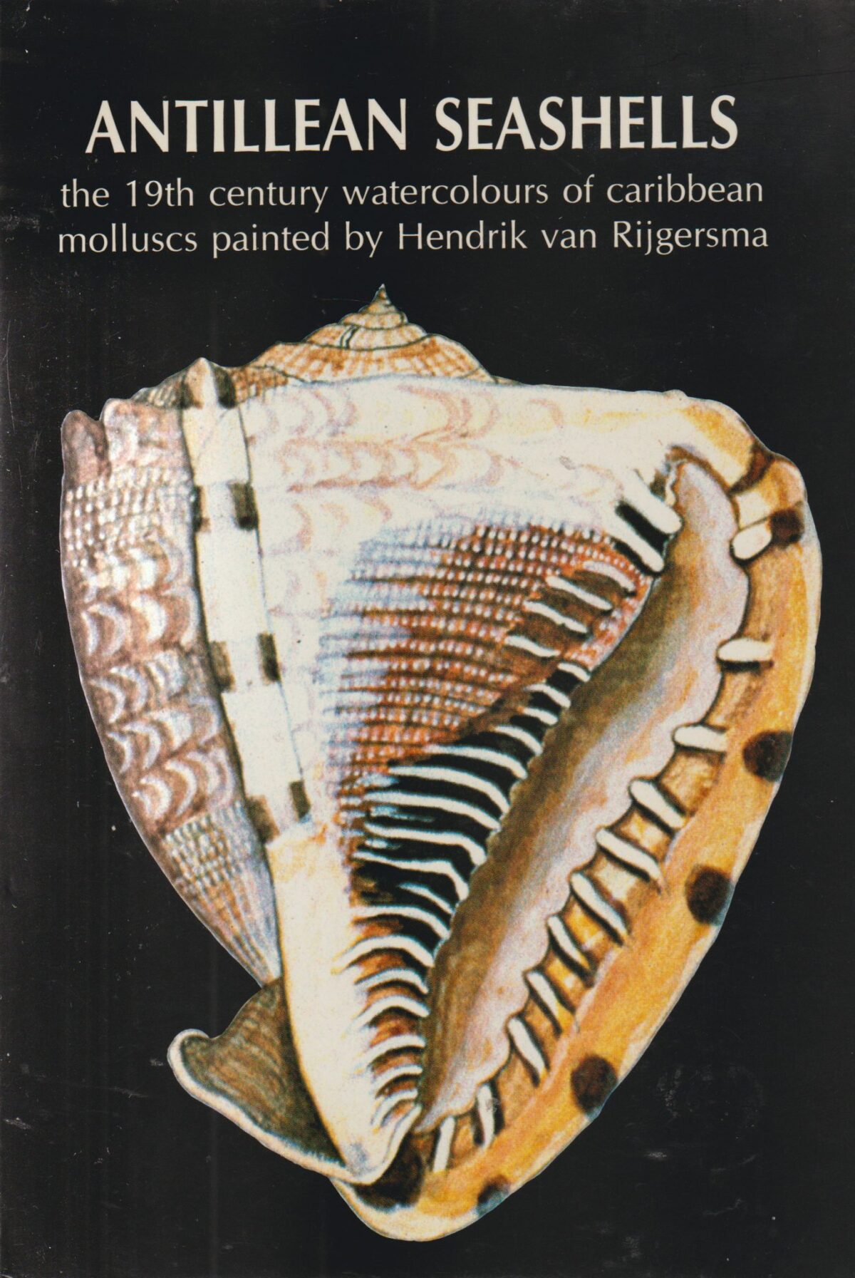 Scan_20201115-3-scaled Antillean Seashells - the 19th century watercolours of Caribbean molluscs painted by Hendrik van Rijgersma -