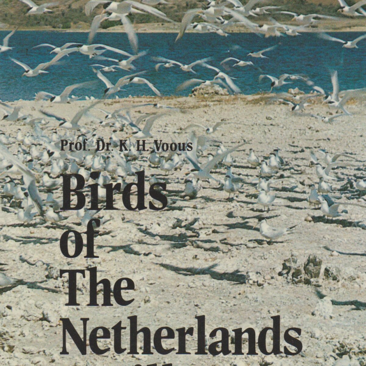 Birds of the Netherlands Antilles