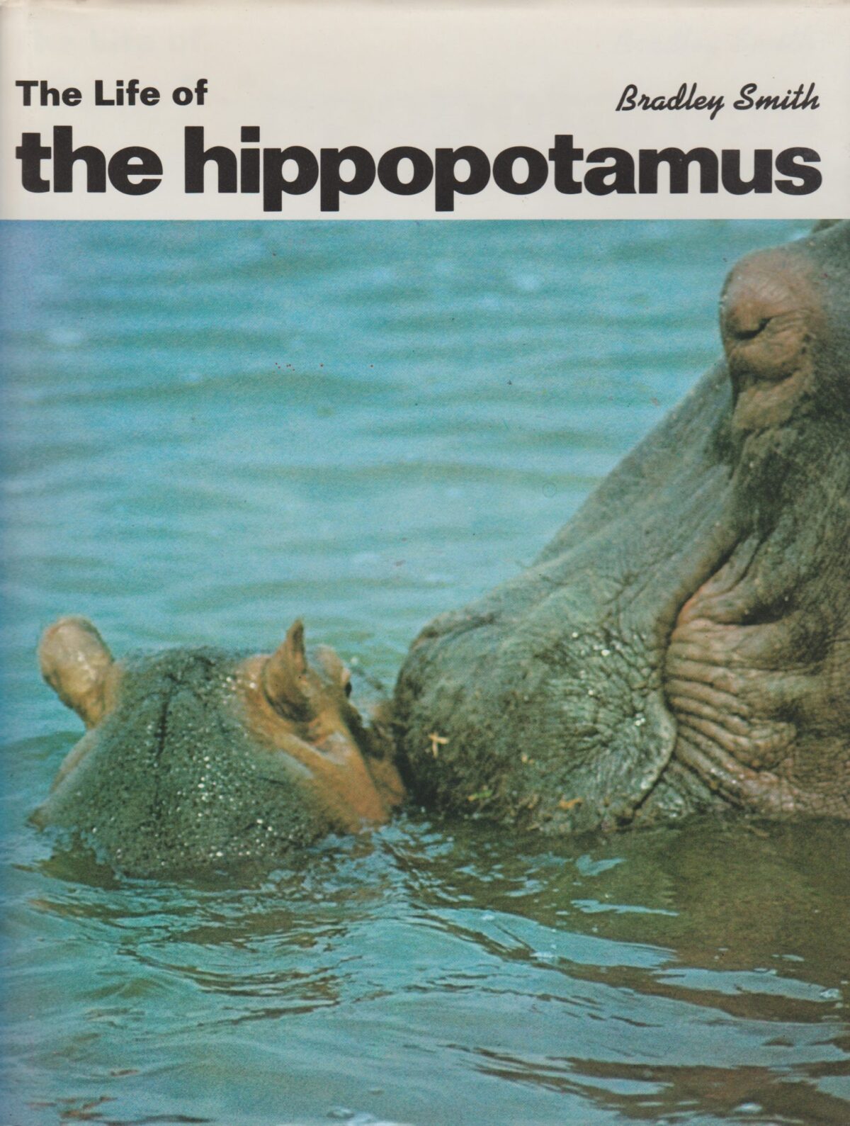 Scan_20210225-9-scaled The Life of the hippopotamus