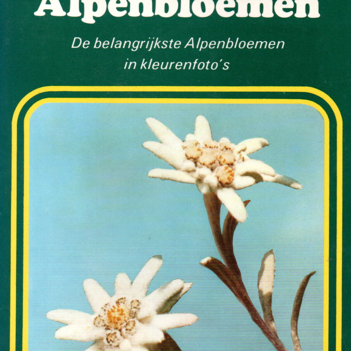 Alpenbloemen - De belangrijkste Alpenbloemen in kleurenfoto's -