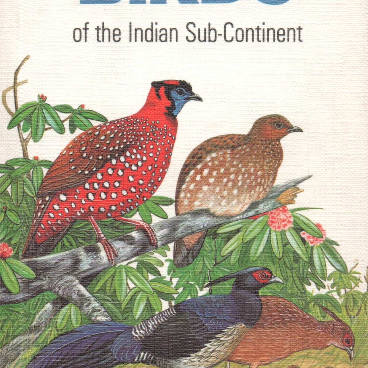 Colins Handguide to the BIRDS of the Indian Sub-Continent