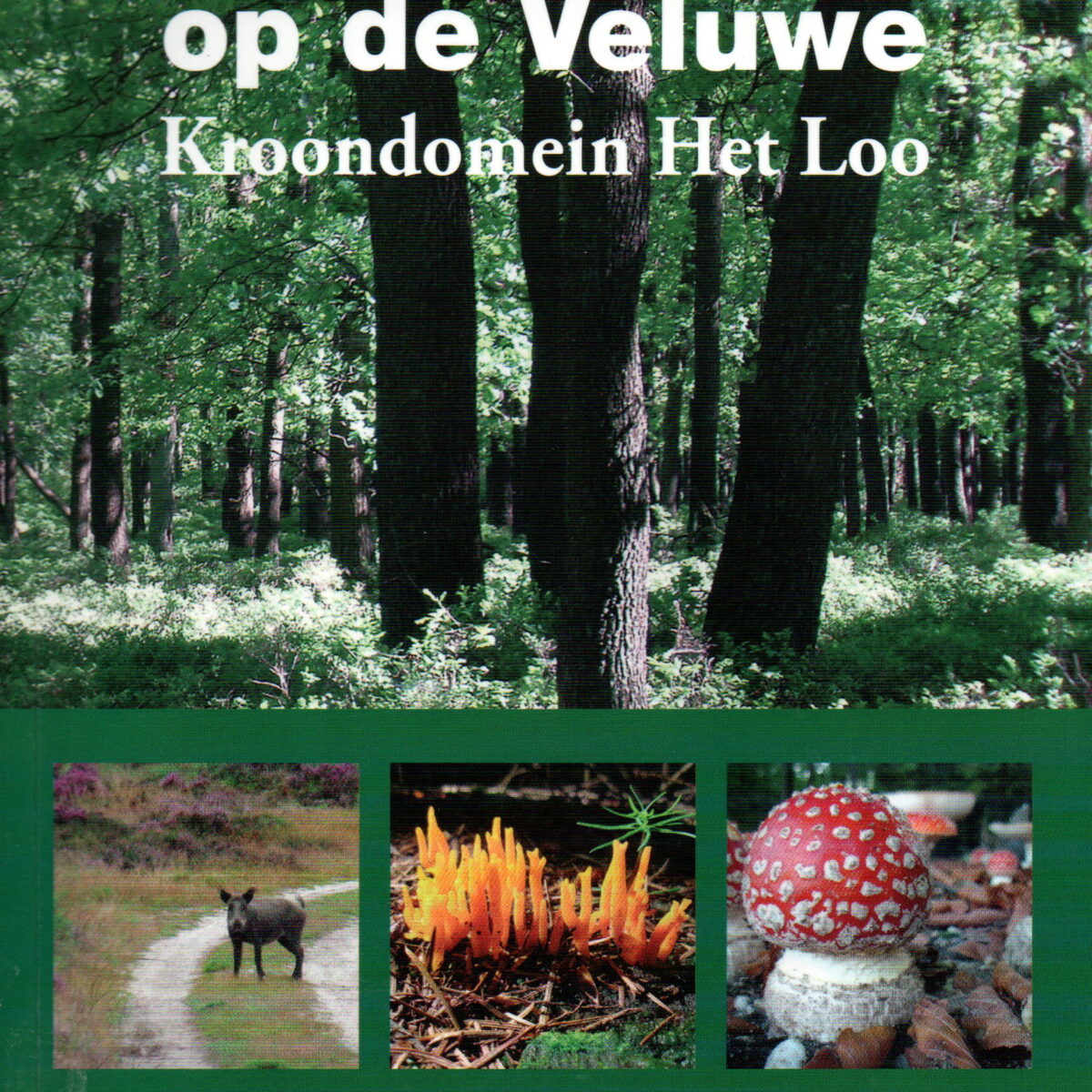 Wandelen op de Veluwe - Kroondomein Het Loo -