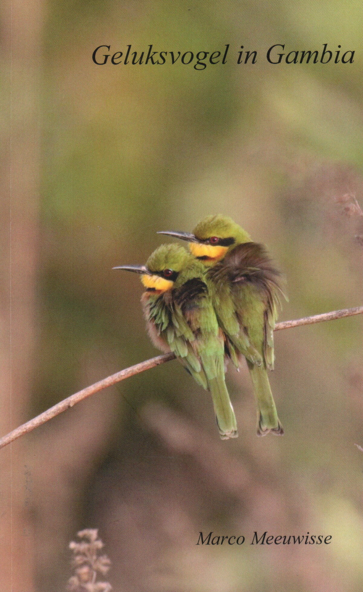 Geluksvogel in Gambia