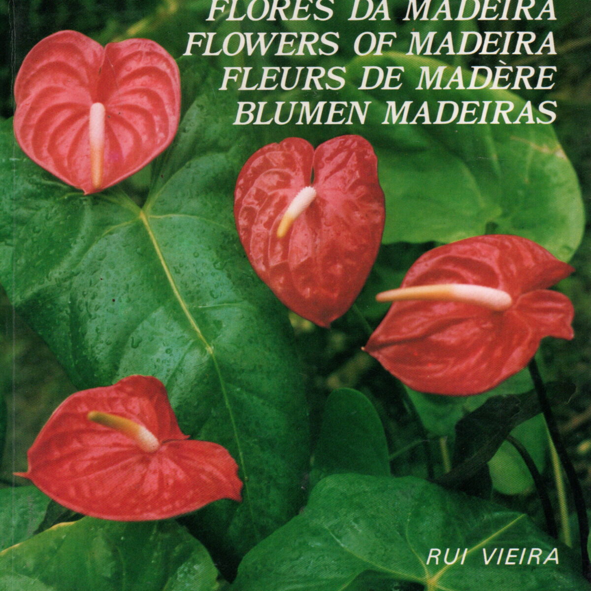 Scan_20240929-17-scaled Flores Da Madeira / Flowers of Madeira / Fleurs de Madère / Blumen Madeiras