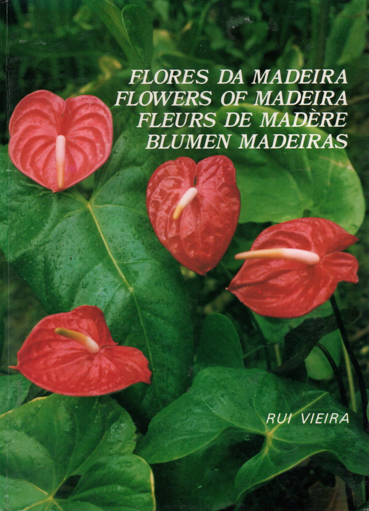Scan_20240929-17-scaled Flores Da Madeira / Flowers of Madeira / Fleurs de Madère / Blumen Madeiras