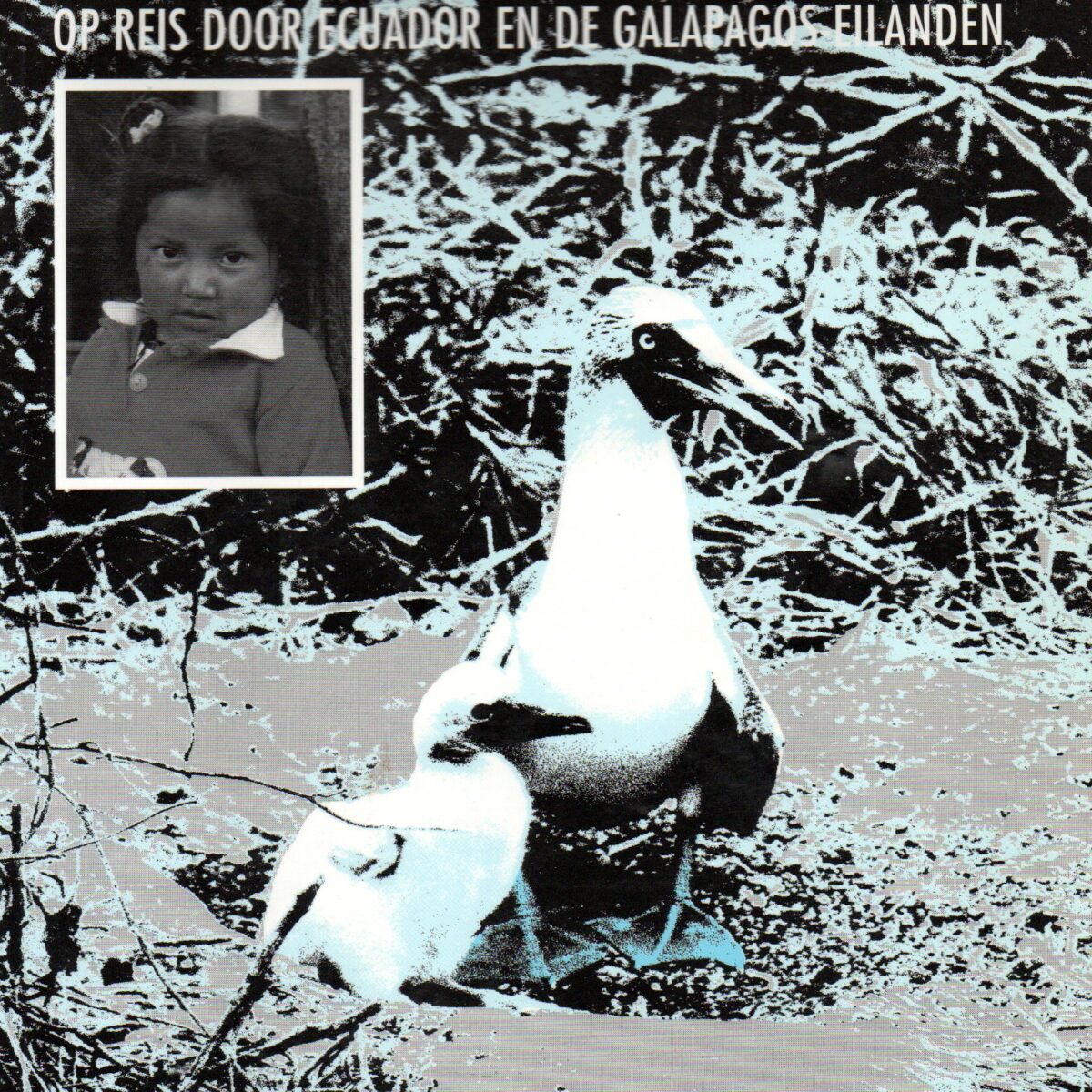 Blauwe voeten op de evenaar - Op reis door Ecuador en de Galapagos-eilanden -