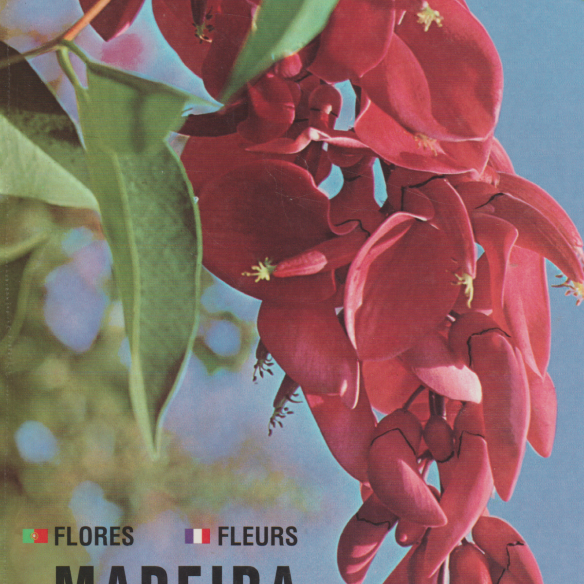 Madeira - Plantas e Flores - Plantes et Fleurs - Plants and Flowers - Pflanzen und Blumen - Planten en Bloemen - Plantas y Flores -